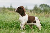 SPRINGER SPANIEL 054